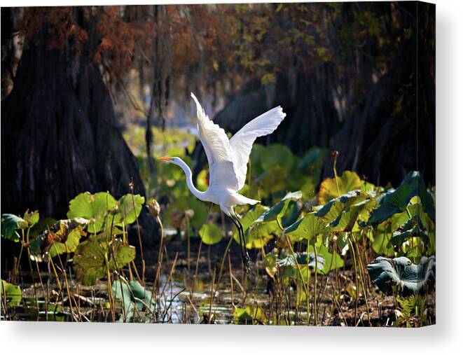 American Lotus Canvas Print featuring the photograph Take Off by Lana Trussell