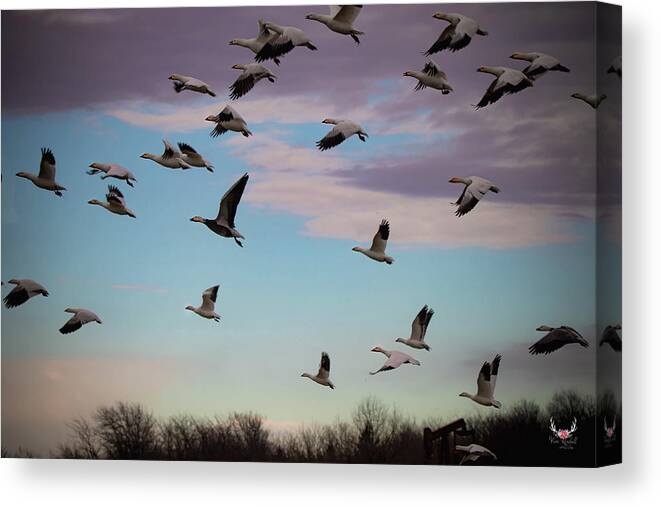 Geese Canvas Print featuring the photograph Take to the Skies by Pam Rendall