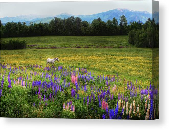 Horses Canvas Print featuring the photograph Taking in the View by Wayne King