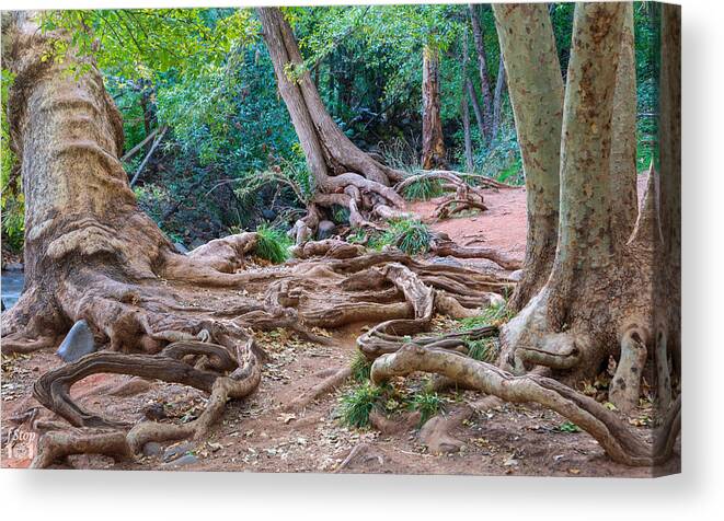 Roots Trees Tangle Twisted Landscape Fstop101 Sedona Oak Creek Canyon Canvas Print featuring the photograph Tangled Roots by Geno