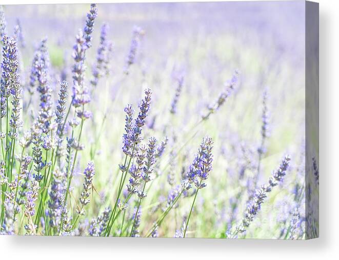 Lavender Canvas Print featuring the photograph Tenderness of Lavender field by Anastasy Yarmolovich