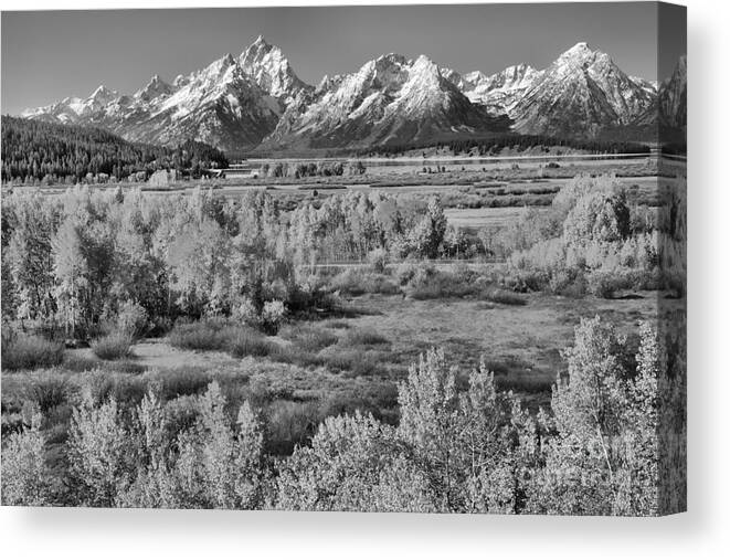 Teton Canvas Print featuring the photograph Teton Colored Forest Black And White by Adam Jewell