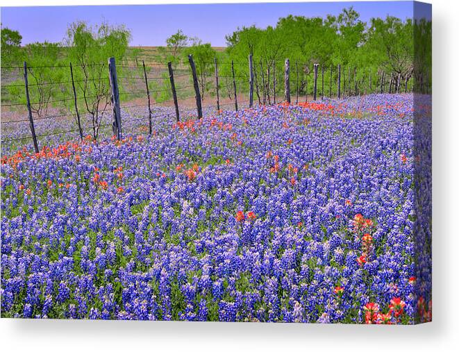 Texas Bluebonnets Canvas Print featuring the photograph Texas Heaven -Bluebonnets Wildflowers Landscape by Jon Holiday