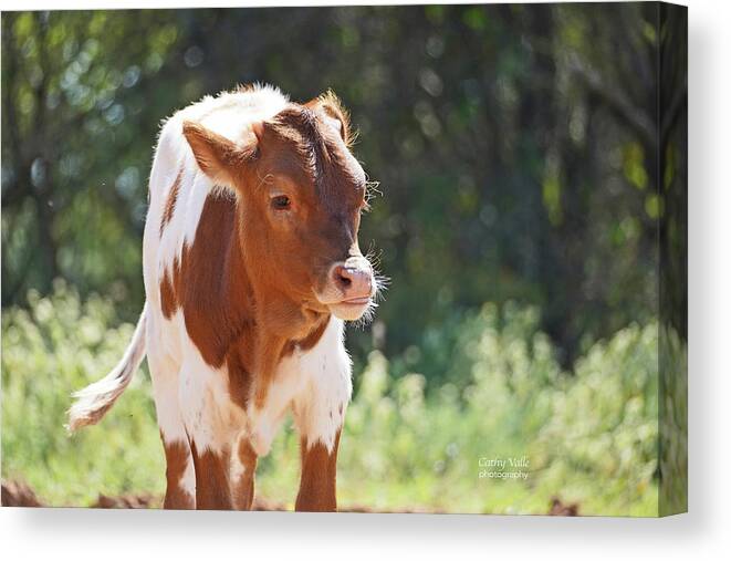 Texas Longhorn Cow Picture Canvas Print featuring the photograph Texas longhorn calf, Lilly by Cathy Valle