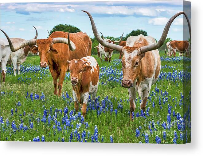  Texas Canvas Print featuring the photograph Texas Longhorns in Bluebonnets by Bee Creek Photography - Tod and Cynthia