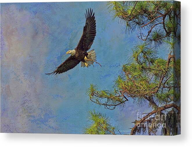 Eagle Canvas Print featuring the photograph Textured Eagle With Twig by Deborah Benoit