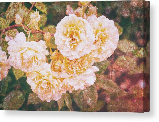 Rose Canvas Print featuring the photograph Textured Roses by Tanya C Smith