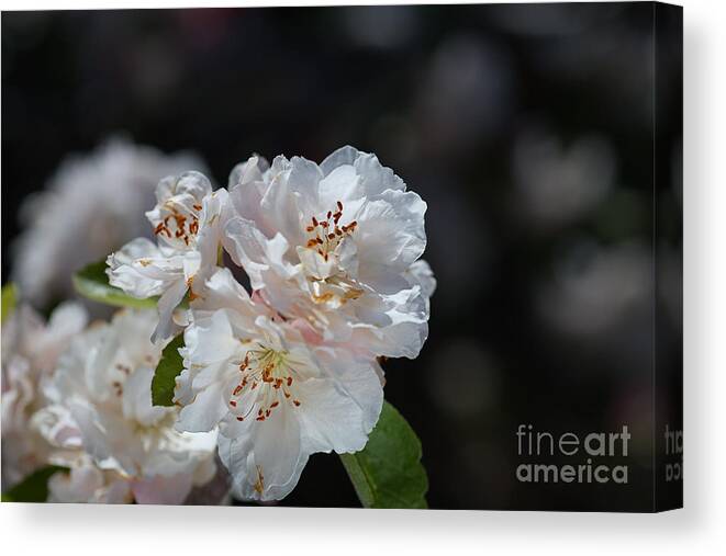 Blossom Canvas Print featuring the photograph The Ageing Spring Flowers White by Joy Watson