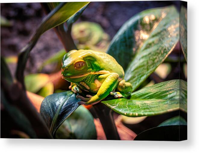 Frog Canvas Print featuring the photograph The Ambivalent Amphibian by Tom Gehrke