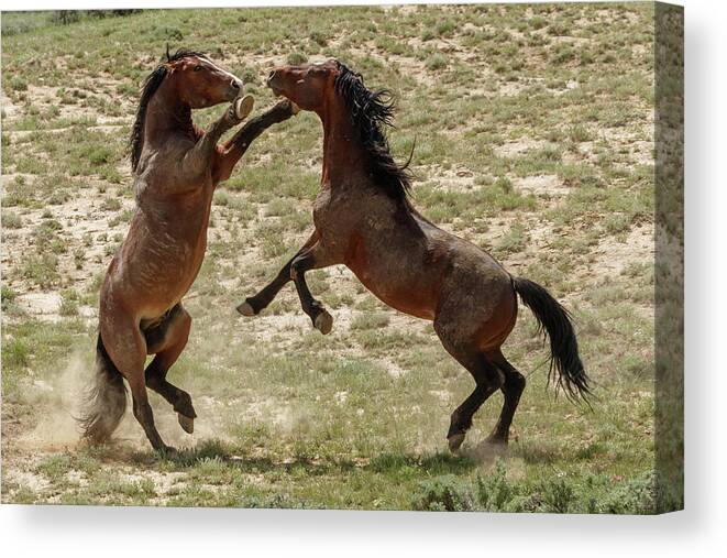 Stallions Canvas Print featuring the photograph The Battle by Ronnie And Frances Howard