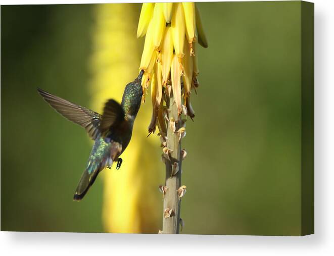 Humming Bird Canvas Print featuring the photograph The Beauty of Flight by Montez Kerr