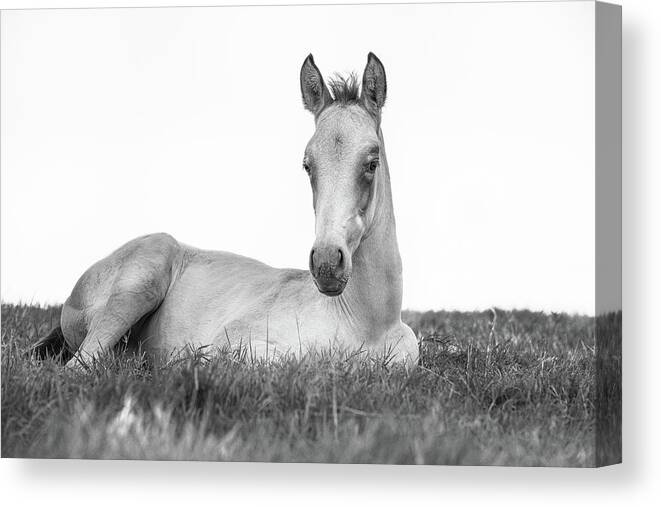 Horse Canvas Print featuring the photograph The beginning II - Horse Art by Lisa Saint