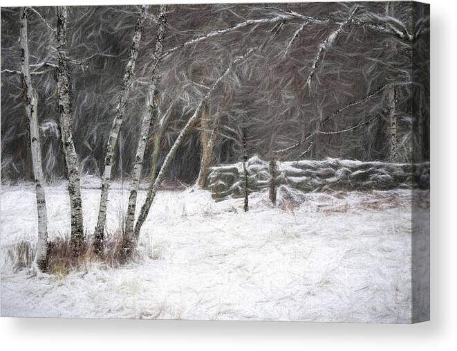 Birch Canvas Print featuring the photograph The Birches of Orris Road by Wayne King