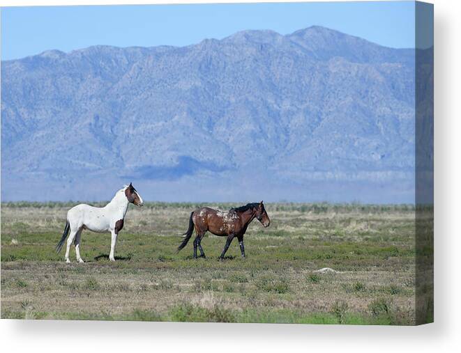 Horse Canvas Print featuring the photograph The Blue Eyed Colt by Fon Denton