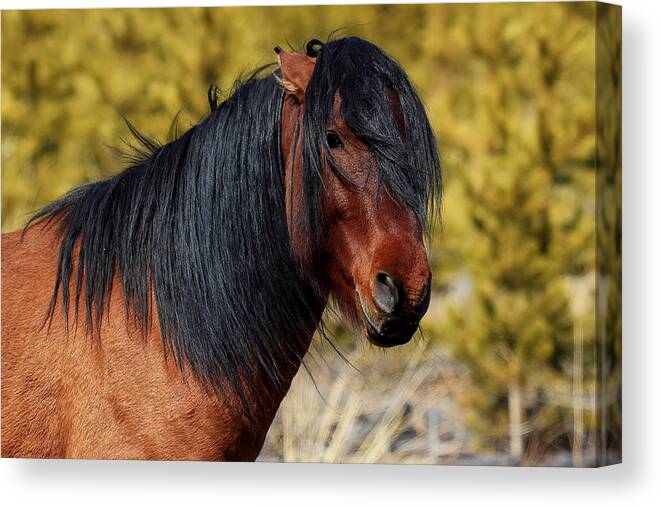 Horse Canvas Print featuring the photograph The Boss by James Anderson