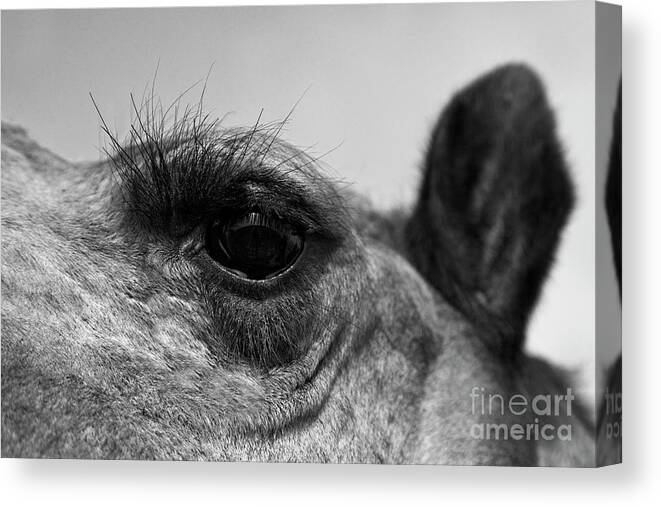 Craig Lovell Canvas Print featuring the photograph The Camels Eye by Craig Lovell