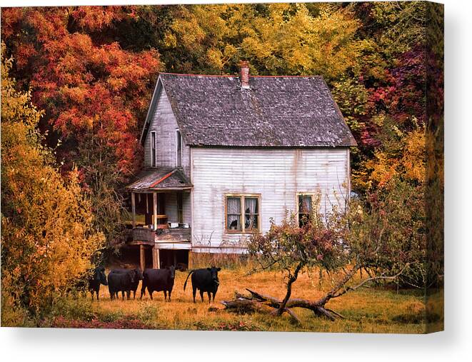 American Canvas Print featuring the photograph The Cows Came Home in the Fall by Debra and Dave Vanderlaan