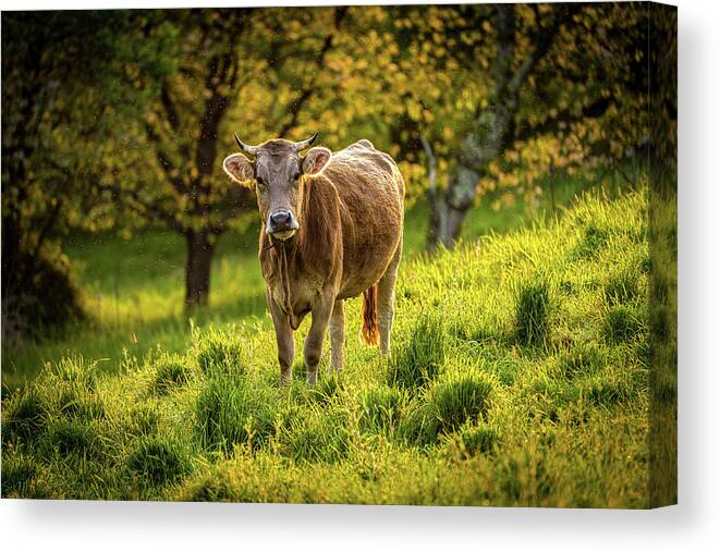 Cow Canvas Print featuring the photograph The Curious Cow by Chris Lord