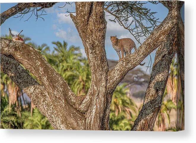  Canvas Print featuring the photograph The Cycle of Life, Serengeti National Park by Marcy Wielfaert