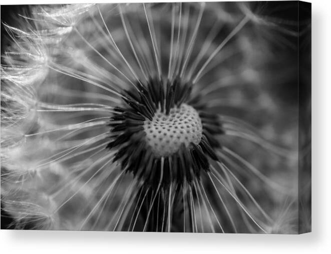 Landscape Canvas Print featuring the photograph The dandelion by Jamie Tyler