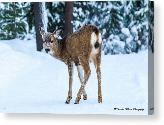 Deer Canvas Print featuring the photograph The Deer Stare by Tahmina Watson