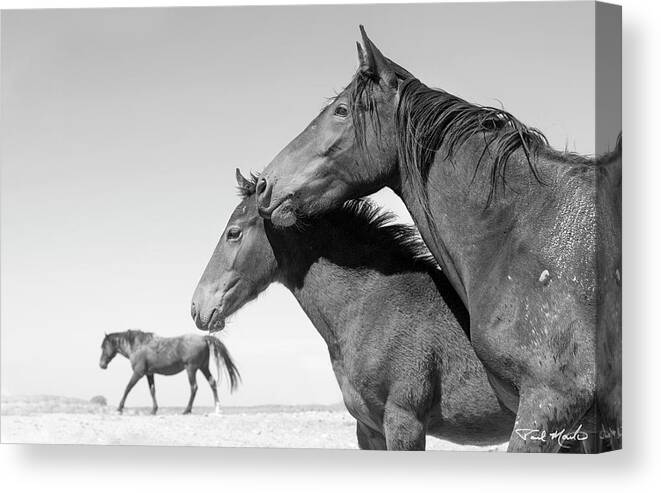 Stallion Canvas Print featuring the photograph The Desolate Desert. by Paul Martin