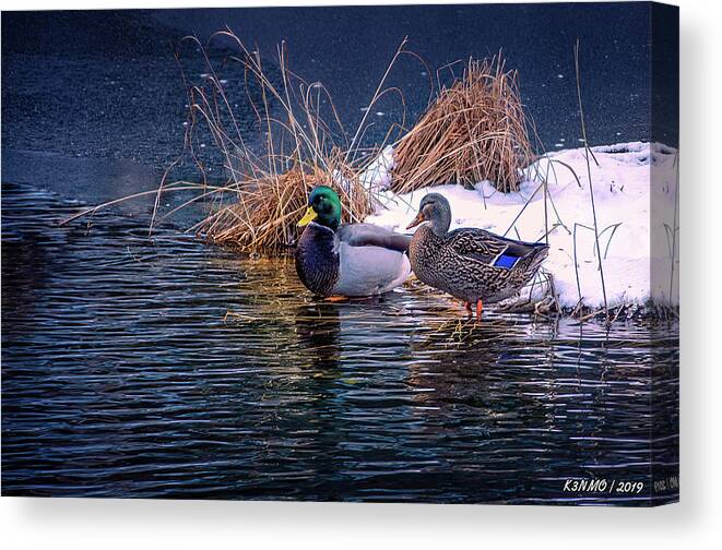 Bird Canvas Print featuring the photograph The Drake and the Hen by Ken Morris