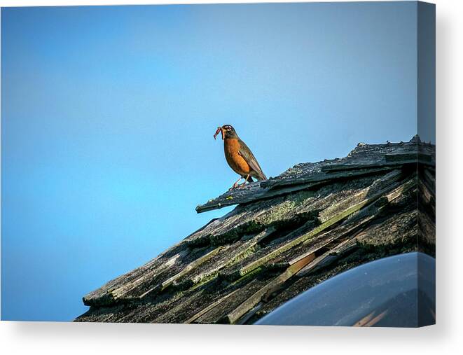 Bird Canvas Print featuring the photograph The Early Bird Gets the Worm by Mary Lee Dereske