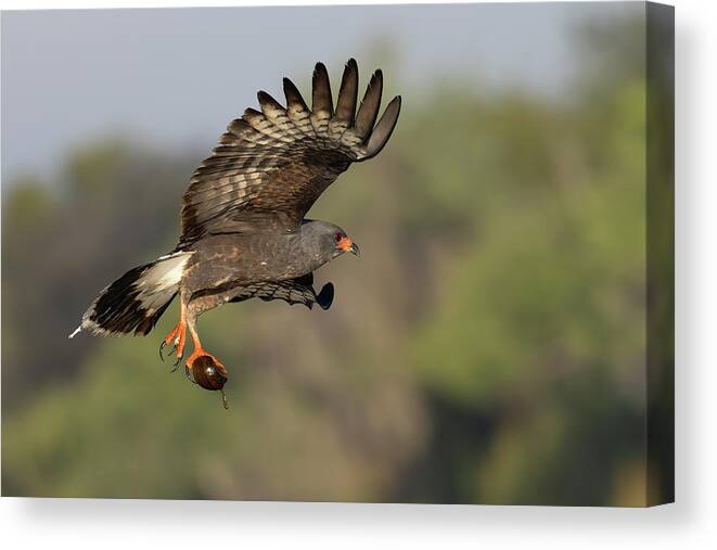 Snail Kite Canvas Print featuring the photograph The Escape by RD Allen