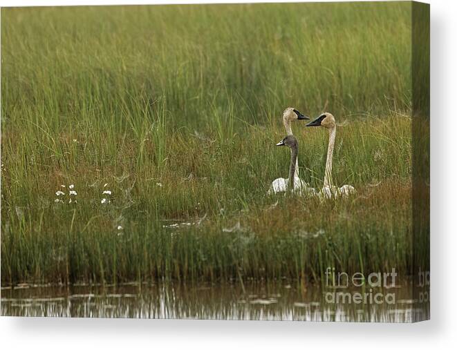 Trumpeter Swan Canvas Print featuring the photograph The Family Trumpeter by Natural Focal Point Photography