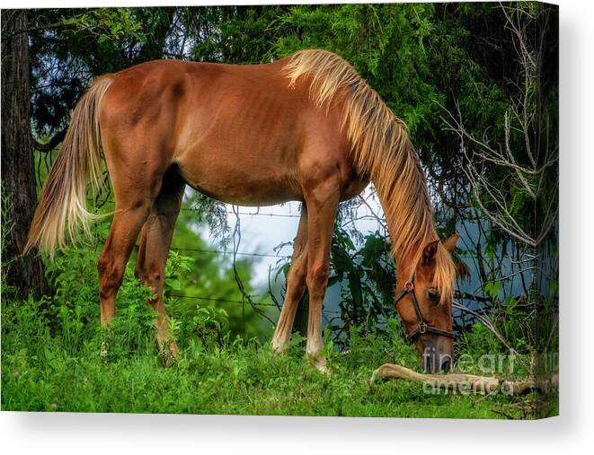 Horse Canvas Print featuring the photograph The Farm Horse by Shelia Hunt