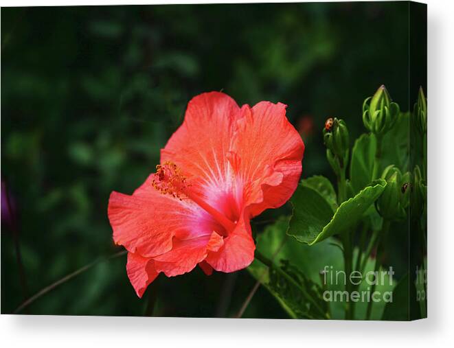 Hibiscus Canvas Print featuring the photograph The Flower and the Lady Bug by Joan Bertucci