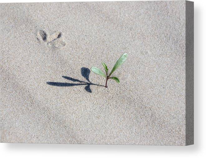 Grass In The Sand Canvas Print featuring the photograph The Following by Gina Cinardo