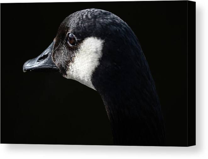 Goose Canvas Print featuring the photograph The Goose by Jerry Cahill