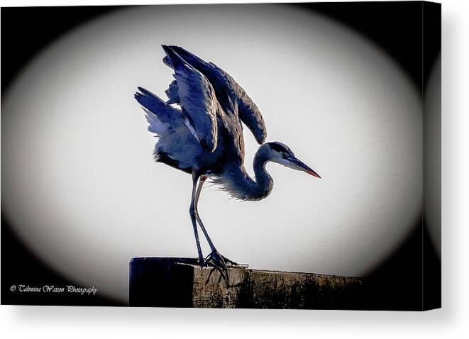 Great Blue Heron Canvas Print featuring the photograph The Great Blue Heron by Tahmina Watson