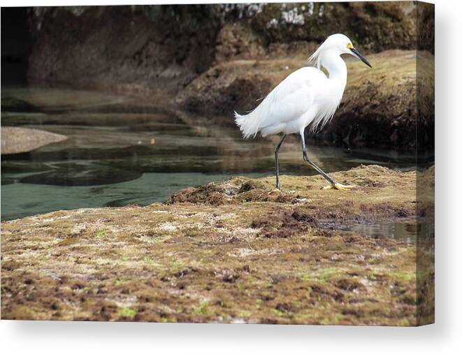 The Great Egret Canvas Print featuring the photograph The Great Egret by Christina McGoran