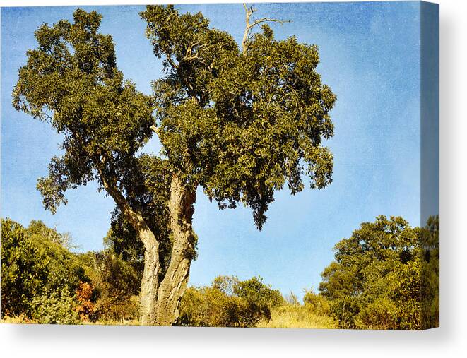 Tree Canvas Print featuring the photograph The heat is here by Yasmina Baggili