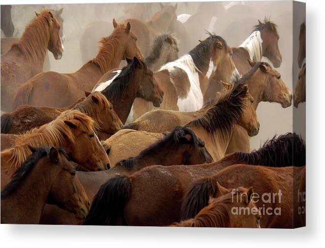 Horses Canvas Print featuring the photograph The Herd by Carien Schippers