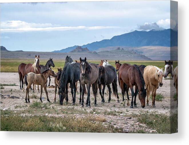 Horse Canvas Print featuring the photograph The Herd by Jeanette Mahoney