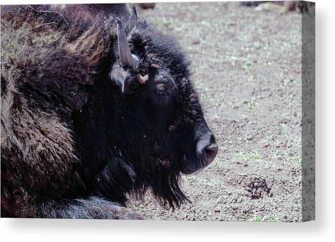 Wildlife Canvas Print featuring the photograph The Iconic Bison by Laura Putman