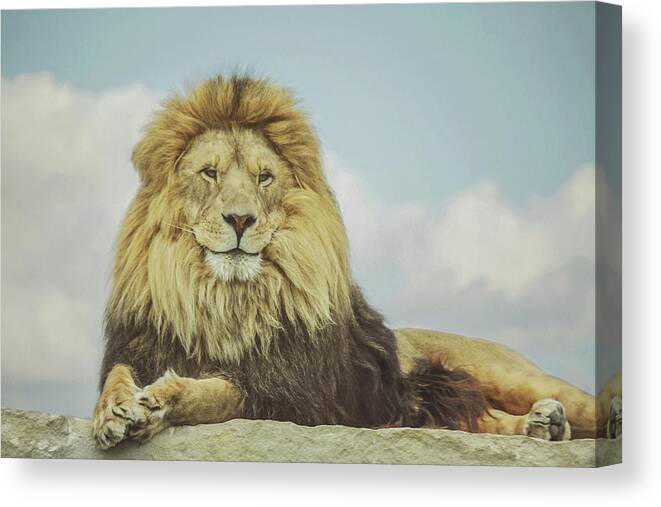 The King Canvas Print featuring the photograph The King by Carrie Ann Grippo-Pike