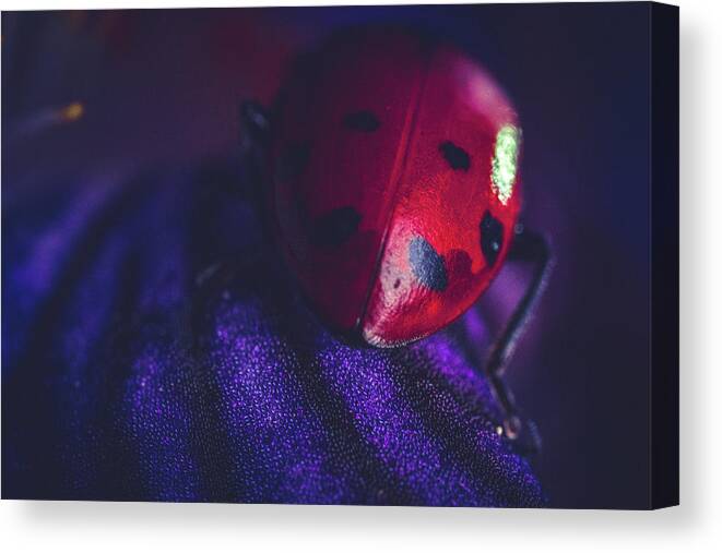 Ladybug Canvas Print featuring the photograph The Lady #2 by Ada Weyland