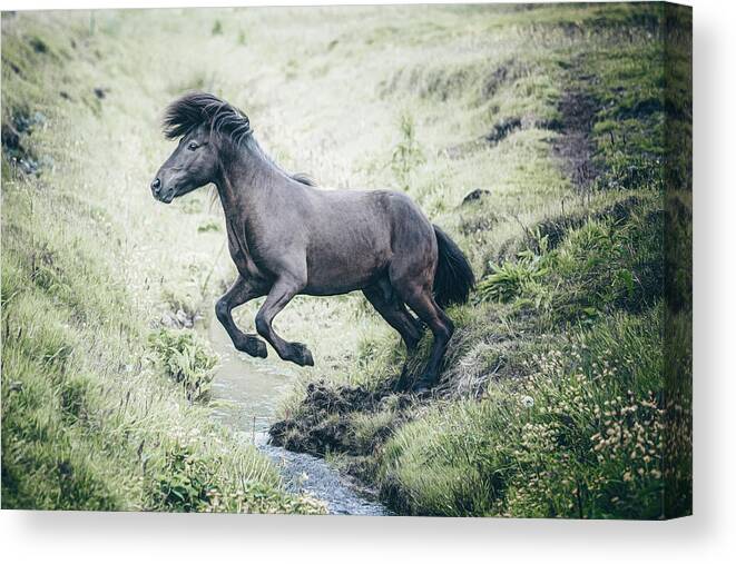 Horse Canvas Print featuring the photograph The Leap - Horse Art by Lisa Saint