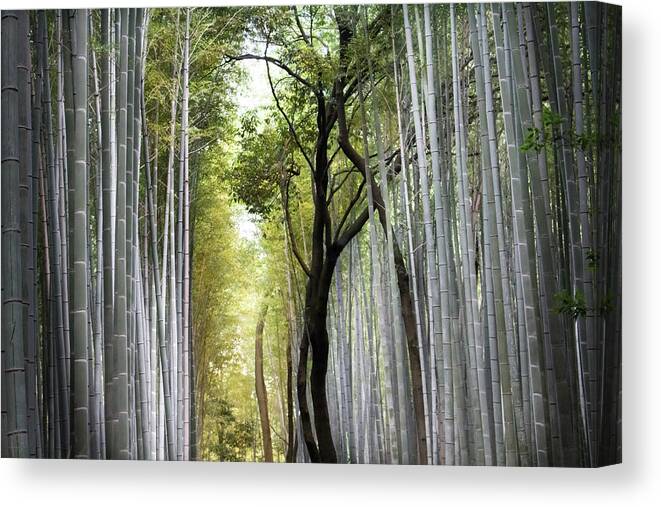 Bamboo Canvas Print featuring the photograph The Light From Within by Christie Kowalski