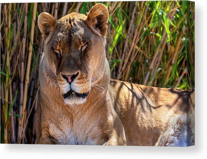  Canvas Print featuring the photograph The Lion Sleeps Tonight by Al Judge