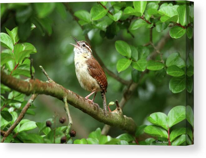 Birds Canvas Print featuring the photograph The Little Singing Wren by Trina Ansel