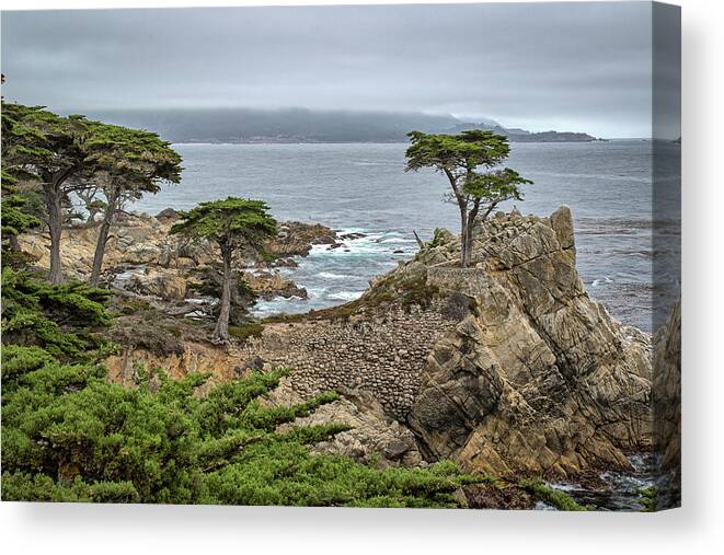 The Lone Cypress Canvas Print featuring the photograph The Lone Cypress by Gary Geddes