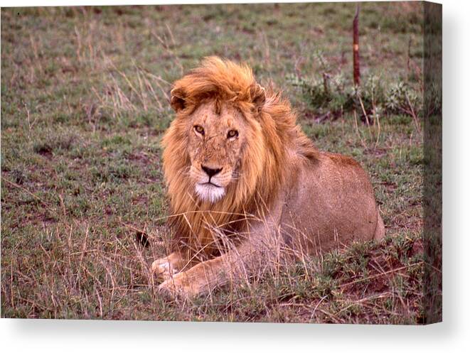 Lion Canvas Print featuring the photograph The Lying Lion King by Russel Considine