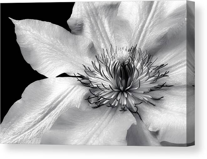 Nature Canvas Print featuring the photograph The Magic Within BW by Darlene Kwiatkowski