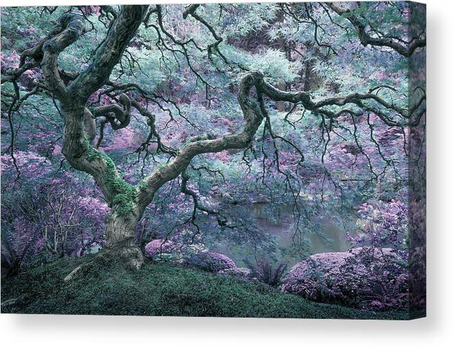 Oregon Canvas Print featuring the photograph The Maple Dream by Alexander Kunz